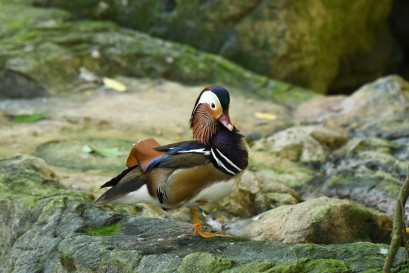 Birds